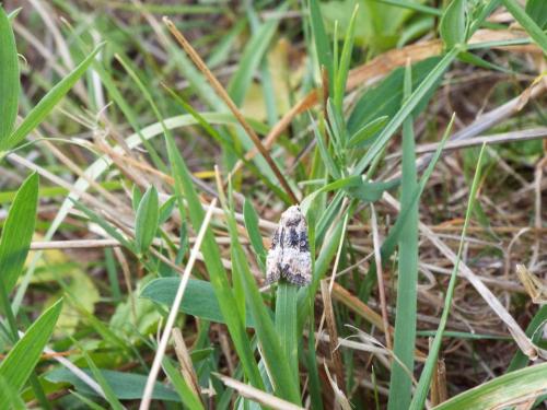 Réf. 211 916 : Mesoligia furuncula