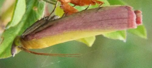 Oncocera semirubella