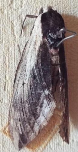 Réf. 211 322 : Sphinx ligustri