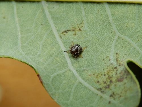 Pentatoma rufipes