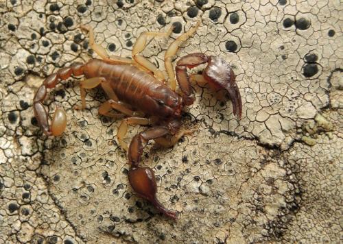 Réf. 211 665 : Euscorpius carpathicus corsicanus