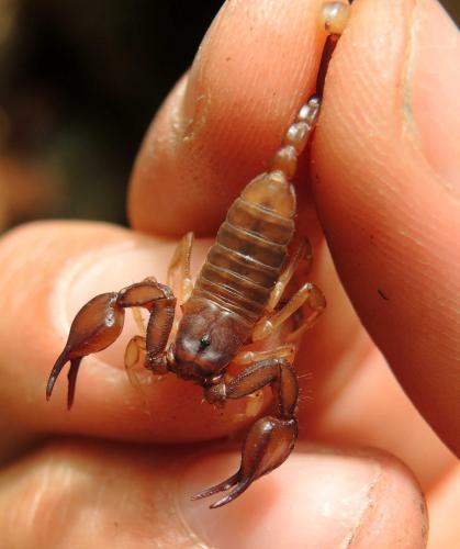 Réf. 211 666 : Euscorpius carpathicus corsicanus