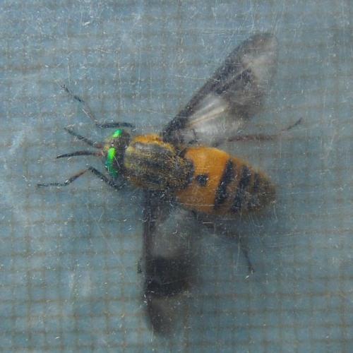 Chrysops viduatus