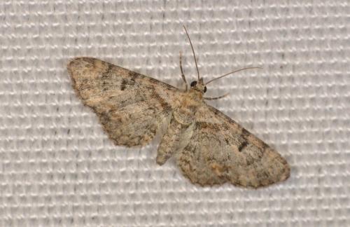 Eupithecia laquaearia
