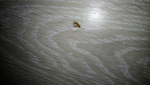 Ectobius sp.