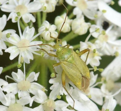 Closterotomus norwegicus
