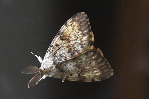 Réf. 211 312 : Lymantria dispar