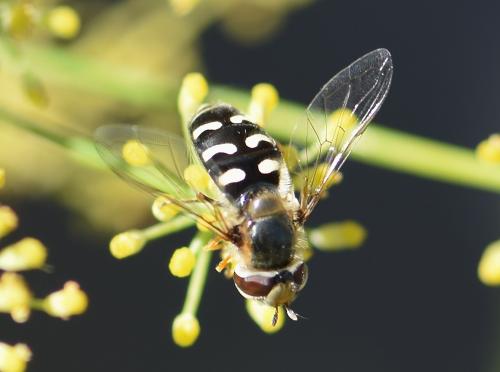Scaeva pyrastri