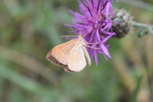 Réf. 211 205 : Scotopteryx chenopodiata