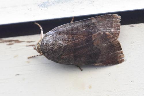 Noctua sp.