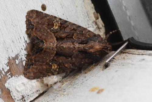 Mesapamea (secalella-secalis)