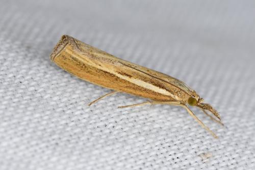 Réf. 211 853 : Agriphila tristella