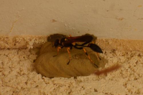 Sceliphron caementarium