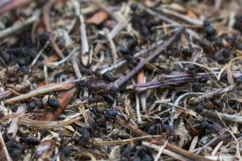 Réf. 211 823 : Formica sp.
