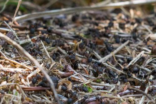 Réf. 211 824 : Formica sp.