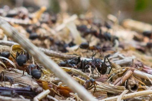 Réf. 211 822 : Formica sp.