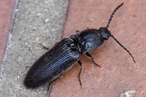 Réf. 211 788 : Hemicrepidius sp.