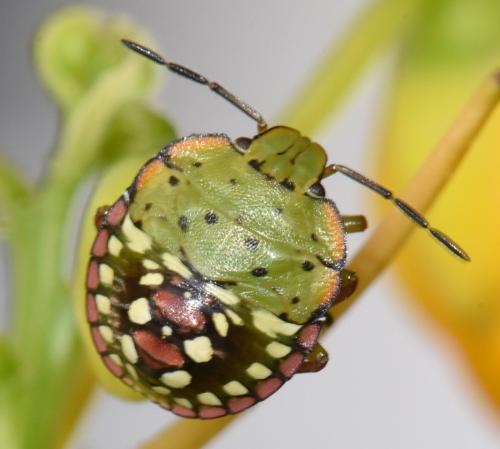 Nezara viridula