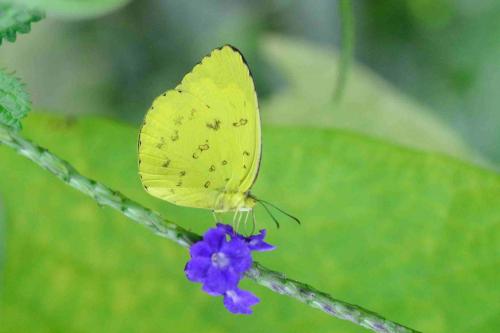 Réf. 211 544 : Eurema blanda