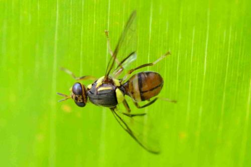 Bactrocera sp.