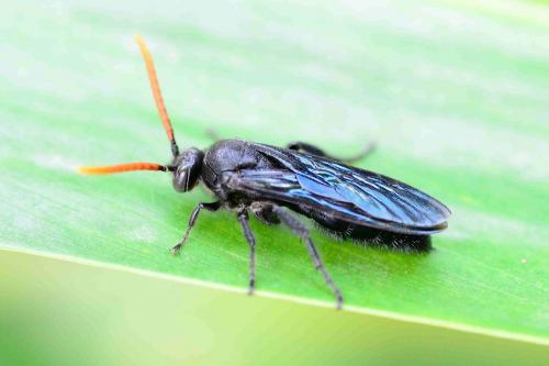 Réf. 211 550 : Scolia affinis
