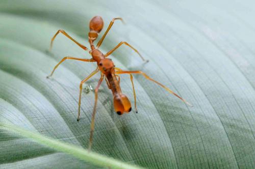 Réf. 211 224 : Myrmaplata plateleoides