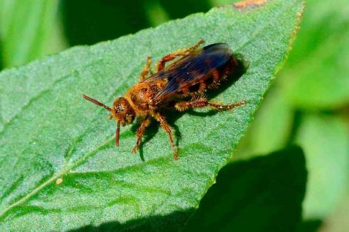 Réf. 211 268 : Phalerimeris phalerata