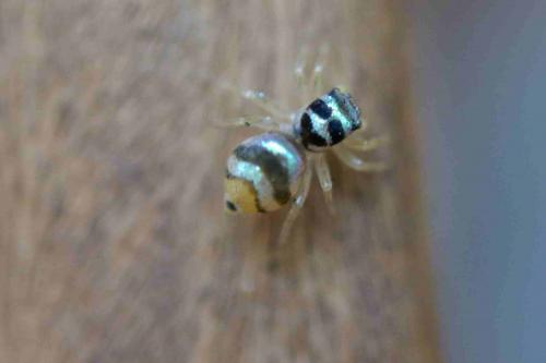 Réf. 211 546 : Phintella vittata