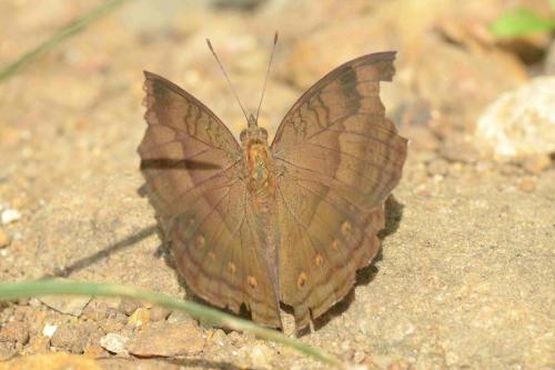 Nymphalinae