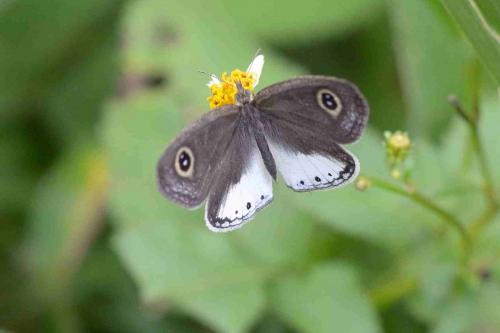 Ypthima ceylonica