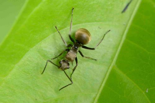 Polyrhachis illaudata
