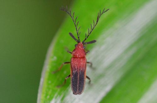 Eugeusis palpator