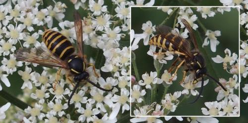 Réf. 211 125 : Dolichovespula sylvestris