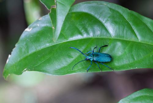 Esmeralda coerulea