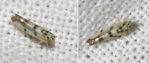 Réf. 211 484 : Eupteryx atropunctata