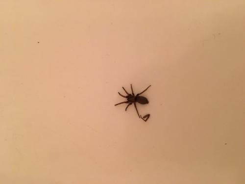 Scotophaeus sp.