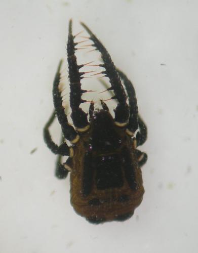 Caeculus echinipes