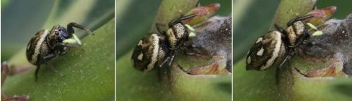 Réf. 211 659 : Heliophanus apiatus