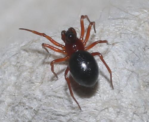 Trichopterna cucurbitina