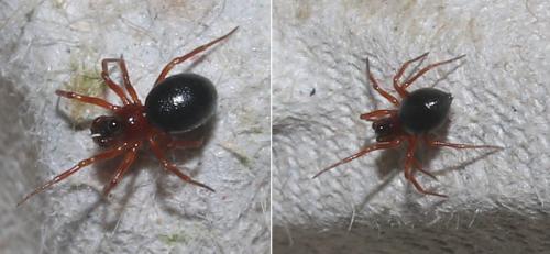 Trichopterna cucurbitina