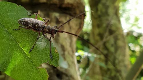 Réf. 211 068 : Monochamus galloprovincialis