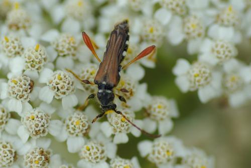 Stenopterus rufus