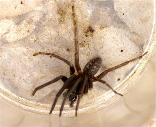 Segestria florentina