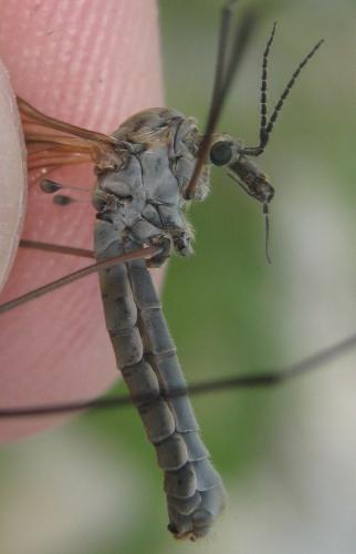 Réf. 211 511 : Tipula cayollensis