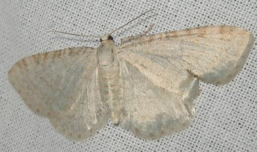 Eupithecia cretaceata