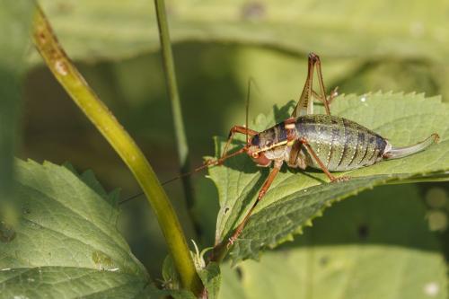 Réf. 211 551 : Barbitistes sp.