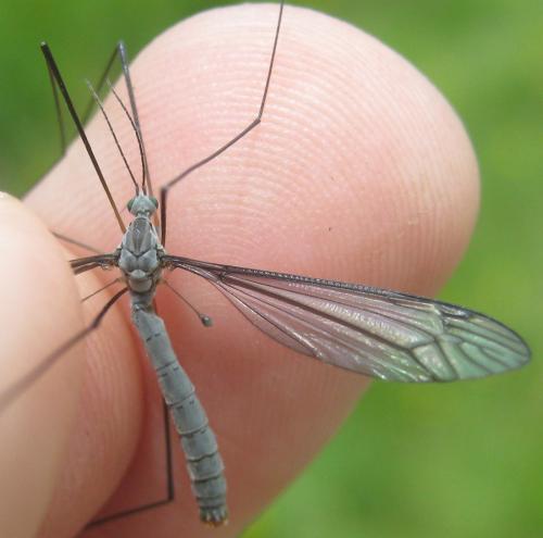 Tipula caesia