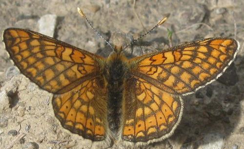 Réf. 211 499 : Euphydryas aurinia