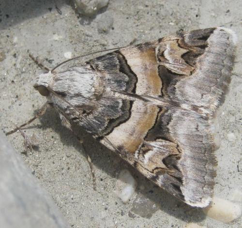 Drasteria cailino