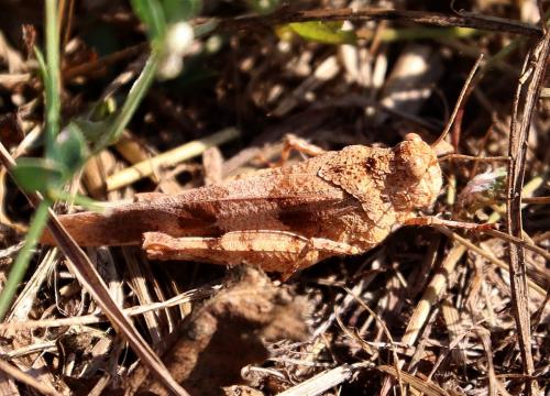 Réf. 211 980 : Oedipoda sp.